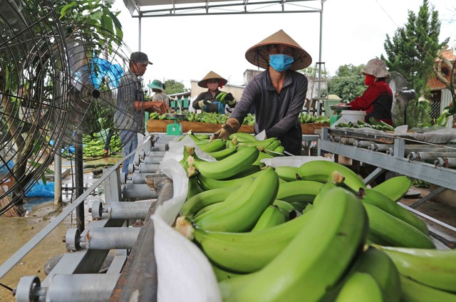 Xuất khẩu trái cây Việt gia tăng tại nhiều thị trường - Ảnh 2.