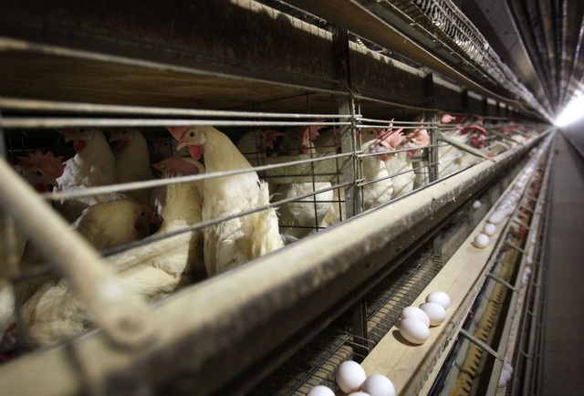 False rumors about avian flu surround American farmers - Photo 1.