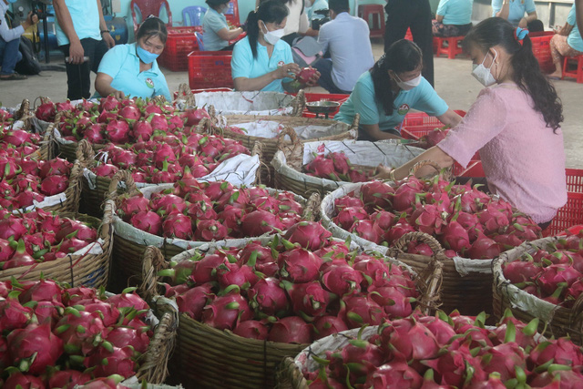 Đa dạng hóa thị trường xuất khẩu thanh long Việt - Ảnh 1.