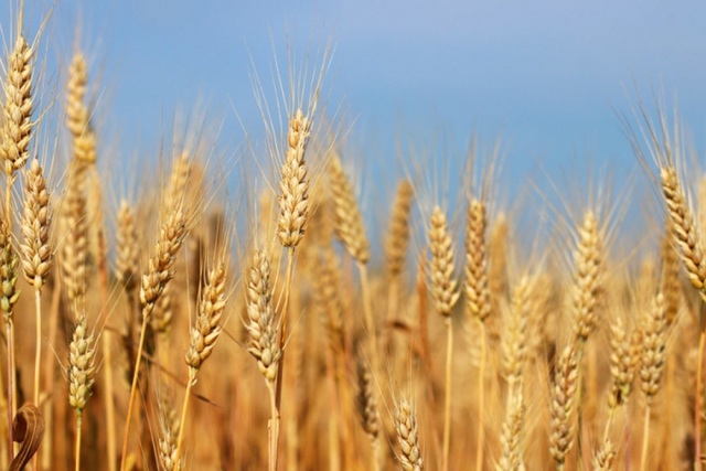 Lượng lúa mì dự trữ toàn cầu chỉ đủ dùng trong 10 tuần - Ảnh 1.