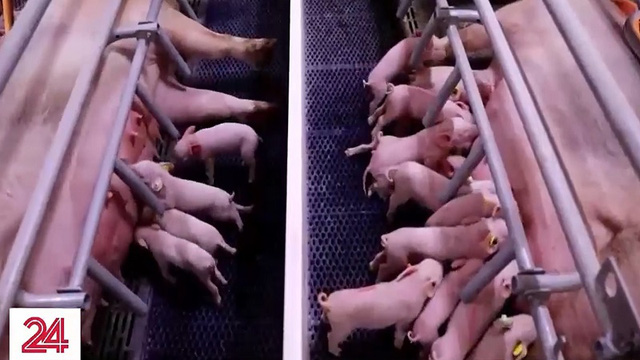 Trung Quốc nỗ lực cải thiện gen của đàn lợn - Ảnh 1.