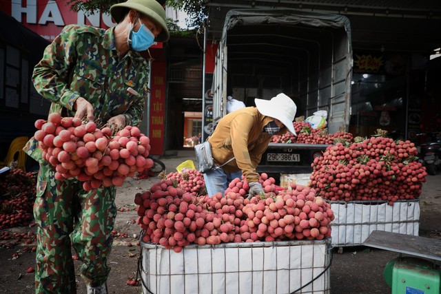 The price of lychee soon gets, traders buy it from the garden - Photo 2.