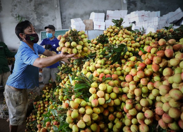 The price of lychee soon got, traders bought it from the garden - Photo 1.