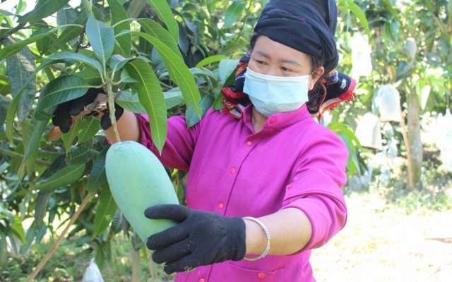 Sơn La sẵn sàng cho Festival trái cây và sản phẩm OCOP Việt Nam 2022 - Ảnh 1.