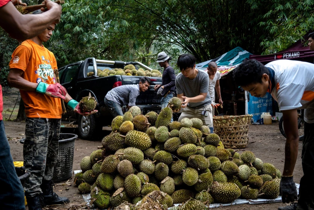 Malaysia applies technology to durian farming - Photo 1.