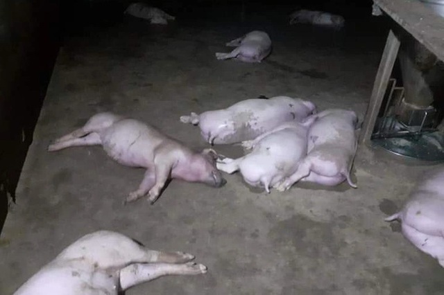 Đàn lợn 12 con bị sét đánh chết - Ảnh 1.