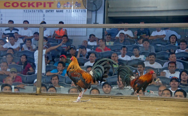 The Philippines announced a ban on online cockfighting - Photo 1.