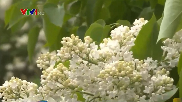 Thủ đô nước Nga ngập tràn hương sắc của loài hoa siren - Ảnh 1.