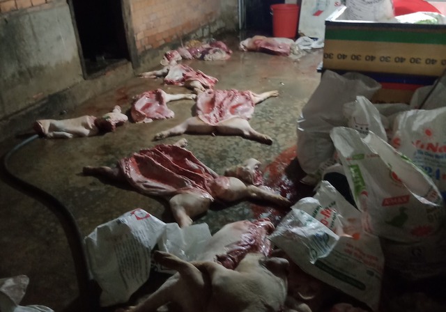 Đắk Nông: Bắt giữ 1 vụ giết mổ gần 1 tấn lợn chết bốc mùi hôi thối - Ảnh 3.