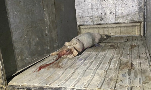 Đắk Nông: Bắt giữ 1 vụ giết mổ gần 1 tấn lợn chết bốc mùi hôi thối - Ảnh 2.