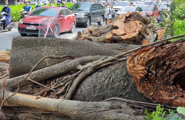 Hà Nội: Cành cây cổ thụ gãy đổ gây ách tắc giao thông kéo dài - Ảnh 1.