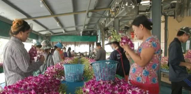 Nghề trồng hoa lan ở Thái Lan gặp khó - Ảnh 1.