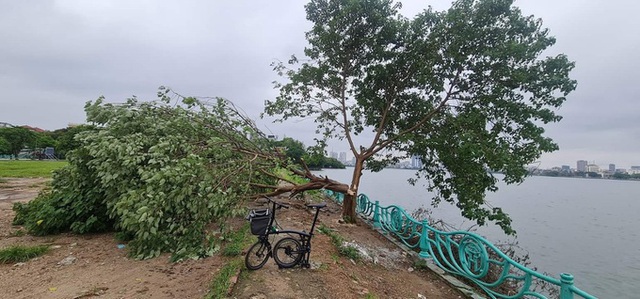 Xôn xao hình ảnh cây cô đơn nổi tiếng ở Hồ Tây nghi bị chặt hạ - Ảnh 1.