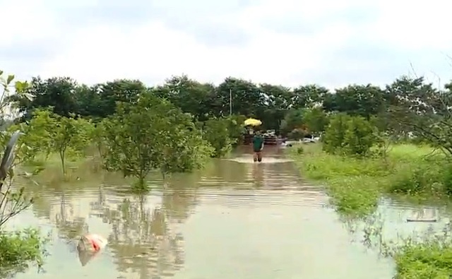 Nước lũ sông Hồng dâng cao, nông dân bãi giữa thiệt hại nặng - Ảnh 2.