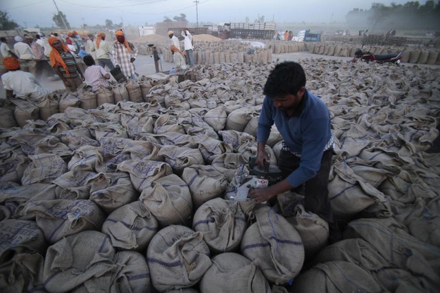 India allows the export of a small amount of wheat after the ban - Photo 1.