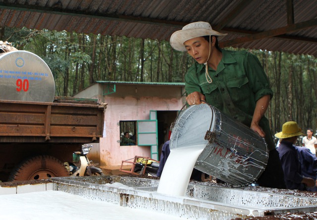 Có chứng chỉ bền vững, giá cao su xuất khẩu có thể tăng 10 - 15 lần - Ảnh 1.