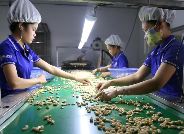 100 container hạt điều trả cho doanh nghiệp Việt: Chiến thắng vô tiền khoáng hậu - Ảnh 1.