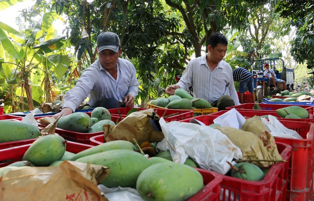 The goal is that by 2030, mango exports will reach $650 million - Photo 1.