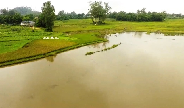 Nhiều ruộng lúa ngập như hồ suốt nhiều năm - Ảnh 3.
