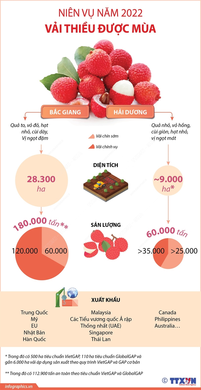 [INFOGRAPHIC]  In the 2022 crop year, litchi is in season - Photo 1.