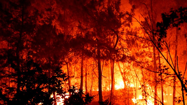 Nắng nóng thiêu đốt châu Âu, cháy rừng ở Bồ Đào Nha làm 29 người bị thương - Ảnh 1.