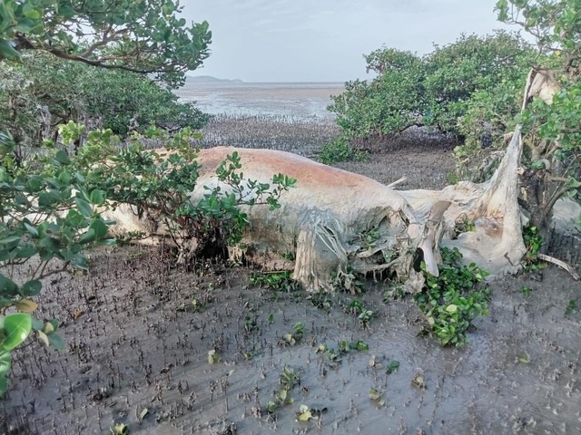Phát hiện xác cá voi khủng dạt vào bờ tại Quảng Ninh - Ảnh 1.