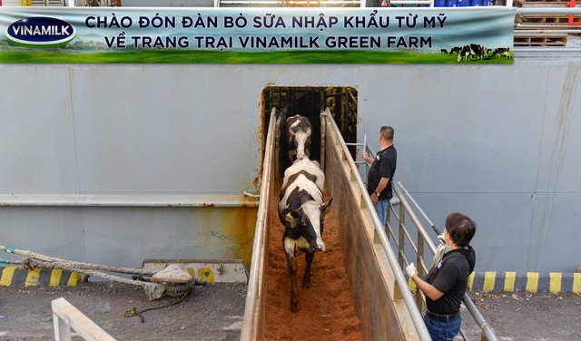Vinamilk tiếp nhận thành công 1.550 bò sữa nhập từ Mỹ về các trang trại Green Farm - Ảnh 1.