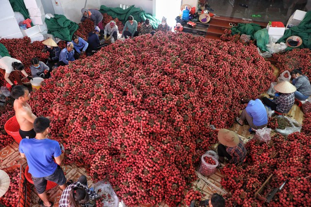 Bắc Giang đã tiêu thụ hơn 120.000 tấn vải thiều - Ảnh 2.