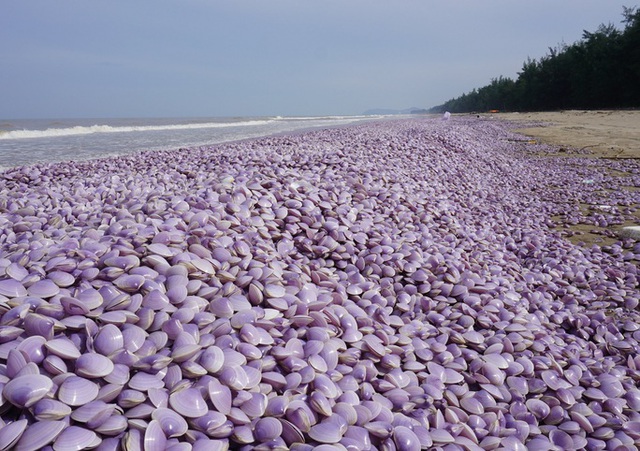 Nguyên nhân ban đầu khiến hàng tấn ngao chết trôi dạt vào bờ biển Thanh Hóa - Ảnh 1.