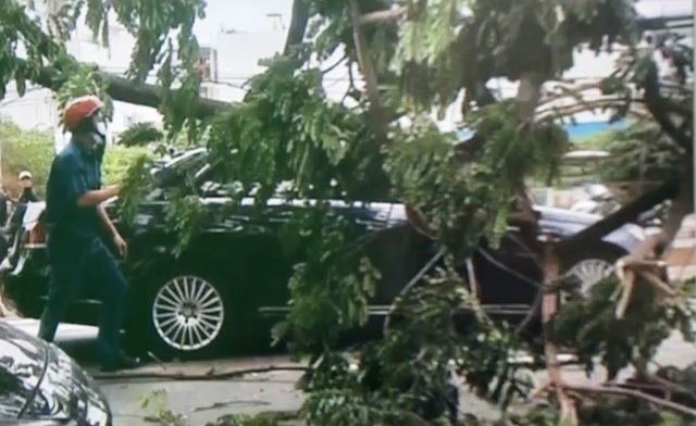 TP Hồ Chí Minh: Hàng loạt cây ngã đổ đè 3 ô tô sau cơn dông lớn - Ảnh 1.