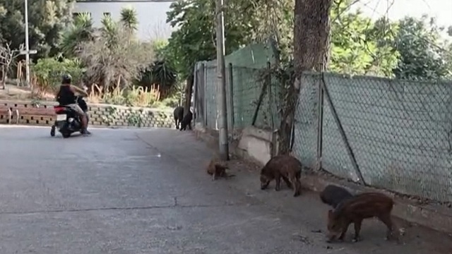 Lợn rừng xuống phố kiếm ăn gây nguy hiểm cho con người - Ảnh 1.