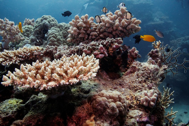 Rạn san hô Great Barrier ở Australia đạt độ phủ cao nhất trong 36 năm - Ảnh 1.