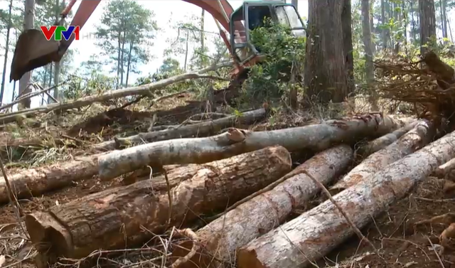 Giao đất cho doanh nghiệp, rừng bị xâm hại nghiêm trọng - Ảnh 1.