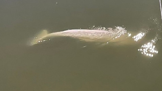 Pháp: Cá voi Beluga lạc ở sông Seine gầy yếu đến mức nguy hiểm và từ chối thức ăn - Ảnh 1.
