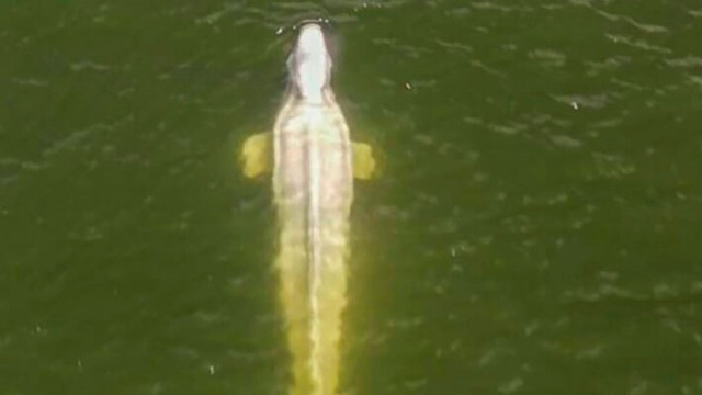 Pháp: Cá voi Beluga lạc ở sông Seine gầy yếu đến mức nguy hiểm và từ chối thức ăn - Ảnh 2.