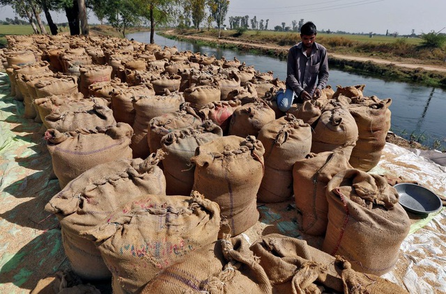 Sản lượng gạo của Ấn Độ có thể giảm tới 12 triệu tấn trong năm nay - Ảnh 1.