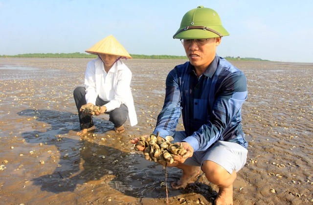 Thái Bình: Ngao nuôi chết hàng loạt trên mặt bãi triều xen lẫn váng dầu - Ảnh 3.