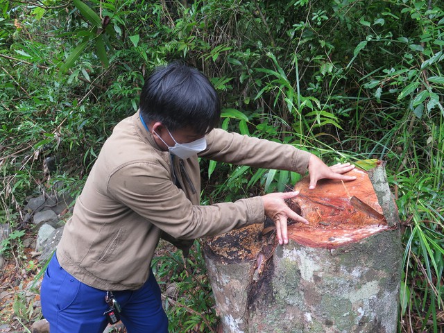 Phú Yên: Rừng ở khu vực xã Sơn Hội vẫn tiếp tục bị chặt phá - Ảnh 3.
