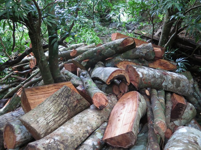 Phú Yên: Rừng ở khu vực xã Sơn Hội vẫn tiếp tục bị chặt phá - Ảnh 2.