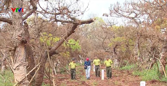 Hàng nghìn cây thông lâu năm chết khô trong dự án sân golf Đăk Đoa - Ảnh 1.
