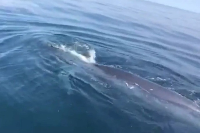 Cá voi bất ngờ xuất hiện trên vùng biển Thanh Hóa - Ảnh 1.