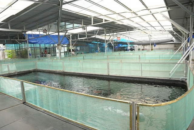 Ishi Koi Farm Xây Dựng Mô Hình Nuôi Cá Koi Thuần Chủng Nhật Bản Uy Tín Hàng  Đầu | Vtv.Vn
