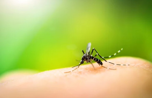 Tại sao muỗi đốt lại gây ngứa cho da? | VTV.VN