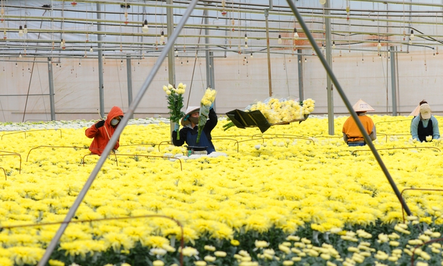 Dalat Hasfarm cung ứng cho thị trường 17 triệu sản phẩm hoa Tết - Ảnh 1.