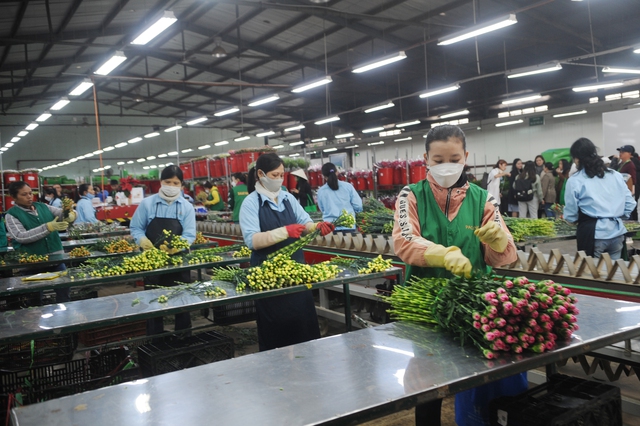 Dalat Hasfarm cung ứng cho thị trường 17 triệu sản phẩm hoa Tết - Ảnh 3.
