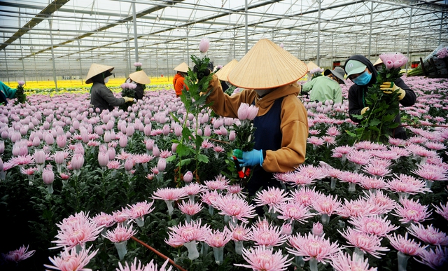 Dalat Hasfarm cung ứng cho thị trường 17 triệu sản phẩm hoa Tết - Ảnh 2.
