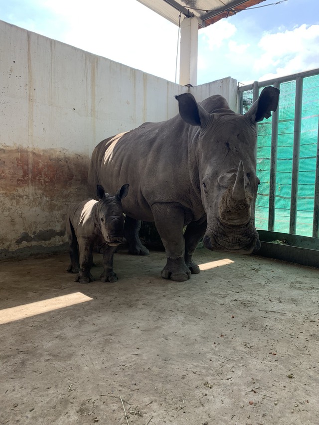 Vườn thú ở Long An đón con Tê giác trắng thứ 3 chào đời - Ảnh 1.
