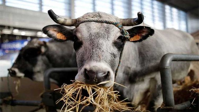 Tây Ban Nha phát hiện một trường hợp mắc bệnh bò điên - Ảnh 1.