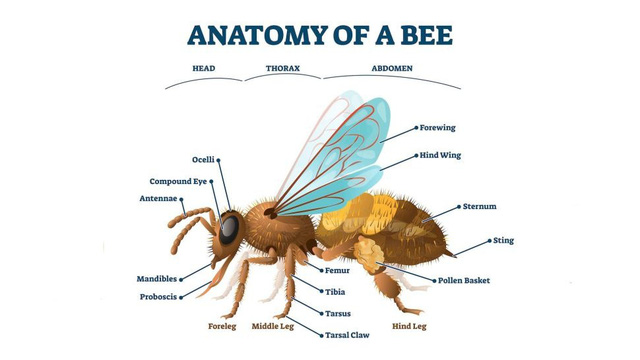 Loài ong có đầu gối không? - Ảnh 1.