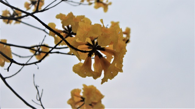 Rực rỡ sắc vàng đường hoa phong linh tại Hà Nội - Ảnh 4.